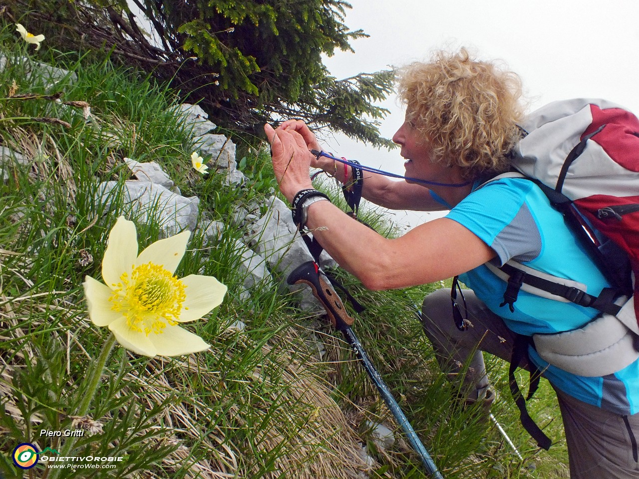 39 Pulsatilla alpina sulfurea.JPG